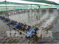 Cà Mau to increase aquaculture output