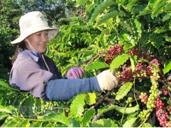 Coffee exports suffer strong drops