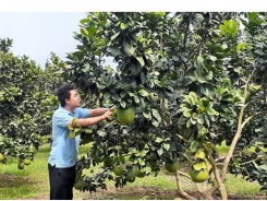 South takes steps to improve fruit yield, reduce post-harvest losses