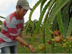 Dragon fruit prices skyrocket in Binh Thuan