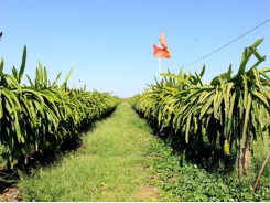 Binh Thuan to step up VietGAP dragon fruit production