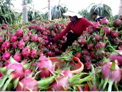 North needs more linkages with southern agricultural goods