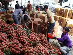 Vietnamese lychee prises open market door to Japan