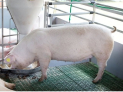 Electronic feeding systems limit feed waste, localize sow nutrition