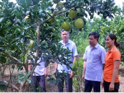 Farm-based economy contributes to new rural area building in Bac Ninh