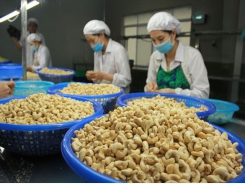Cashew nut exports reach US$3.6 billion in 2019