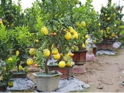 Five-fruit trees, plants shaped like rats popular for Tết