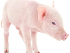 Denmark to explore local anesthesia use in piglet castration