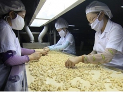 Cashew industry aims for export target of US$4 billion in 2020