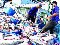 US greenlights raw catfish imports from Vietnam