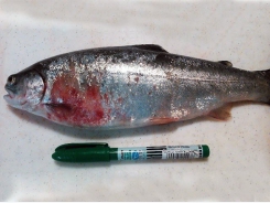 11 thực khuẩn thể mới giúp trị bệnh xuất huyết trên cá