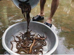 Kỹ thuật nuôi lươn bể bạt sử dụng nước ngầm