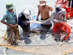 Kiên Giang - Build a shrimp farm free from diseases