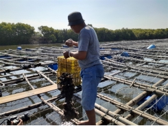 Farmers use environmentally friendly substrates to farm Pacific oysters