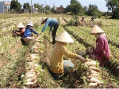 Mekong Delta radish town has bumper harvest