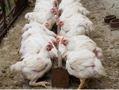 Inulin supplement provides antibiotic alternative, supports broiler meat quality