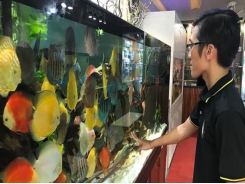High potential of ornamental fish export