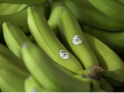 HAGL Agrico exports first batch of bananas to China