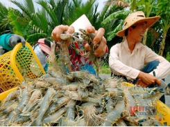 Price of material shrimp sharply rises up