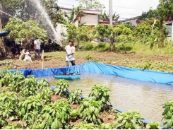 Farmers face early salt water intrusion in Vĩnh Long