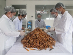 Turmeric offers remedy that profits farmers