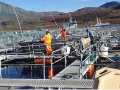 How breeding can improve lice-eating efficacy of lumpfish in salmon farms