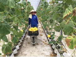 Hoa Binh improves efficiency of cooperation, linkages in farm produce production and sales