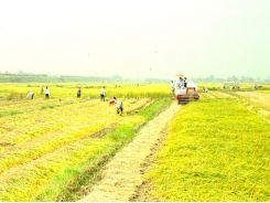 Vietnam continues restructuring rice cultivation