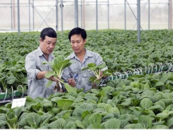 Vietnam needs more hi-tech farming to boost economy