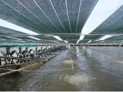 Sóc Trăng shrimp farming area to remain unchanged in 2021