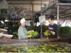 Hoa Binh province develops 287 agricultural cooperatives
