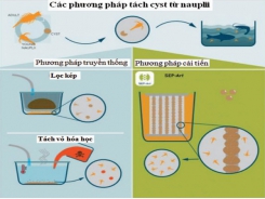 Công nghệ từ tính cải thiện chất lượng Artemia