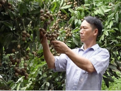 Ethnic minority farmer in Hà Giang finds way to escape poverty