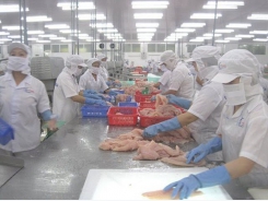 Vietnam’s tra fish exports to China take sharp plunge in November