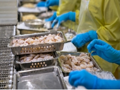 Vietnam’s shrimp exports rise amidst COVID-19 pandemic
