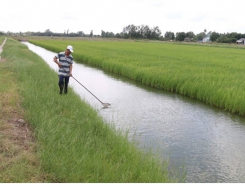 Farmers earn high profits from organic rice-prawn farming