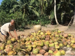 Trà Vinh expands organic coconut farming