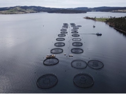 ‘Battery-hen farming of the sea’: sustainable alternatives to eating salmon