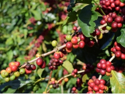 Vietnam's coffee makes up half of Malaysia's total import volume