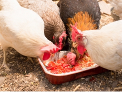 Food experts, chefs team up to turn food waste into feed for sustainable chickens