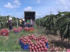 Agricultural, forestry and fishery exports reach new high amid pandemic