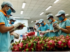 Fruit and vegetable exports to China in danger during the Lunar New Year