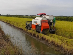 Effective organic rice-shrimp farming model