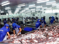 Pangasius exports to the US grow strongly