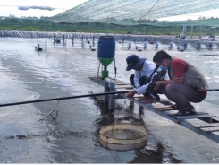 Smart shrimp farming solutions to adapt to climate change