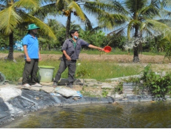 Indigenous microorganisms used as inoculants for shrimp farming in Kien Giang