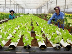 Multiplying urban farming models