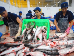 World pangasius output will exceed three million tons