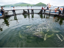 Calling for investment in marine farming from big enterprises