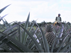 Strengthening the role of structural and non-structural measures in the Mekong Delta